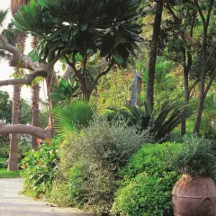 Giardino lussureggiante vicino alla baia di San Montano. Informazioni su spiaggia e prezzi.