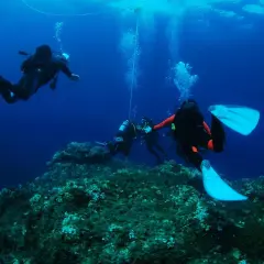 Subacquei esplorano un fondale roccioso e ricco di alghe durante un'immersione a Ischia.
