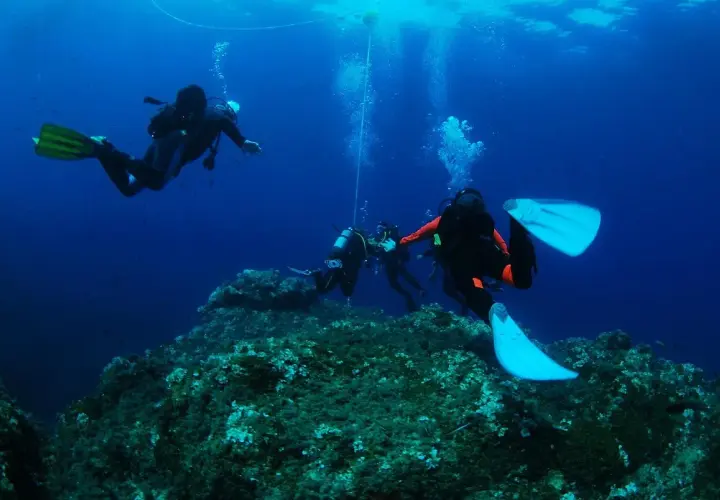 Subacquei esplorano un fondale roccioso e ricco di alghe durante un'immersione a Ischia.