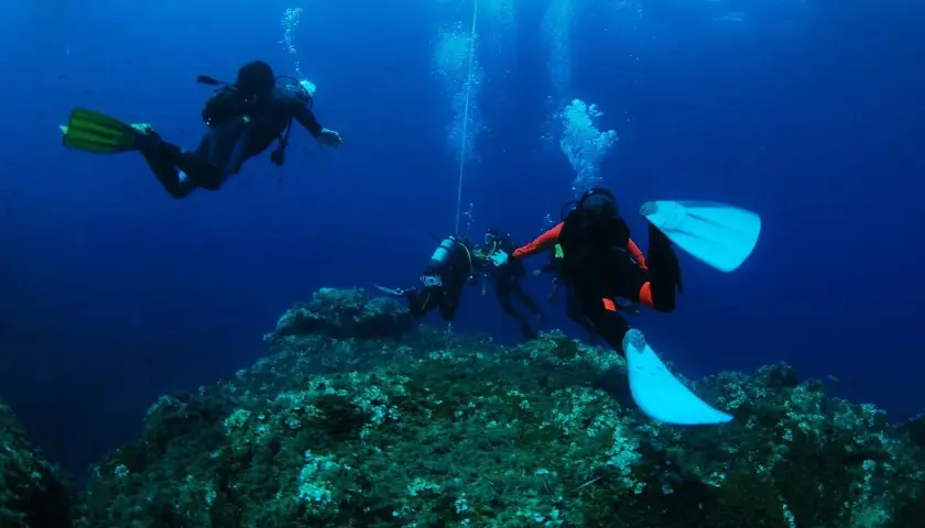Subacquei esplorano un fondale roccioso e ricco di alghe durante un'immersione a Ischia.