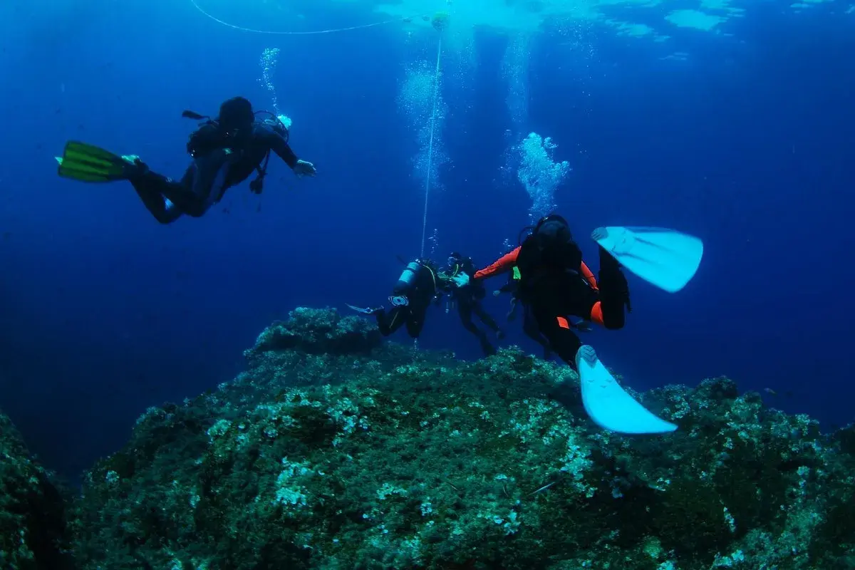 Subacquei esplorano un fondale roccioso e ricco di alghe durante un'immersione a Ischia.