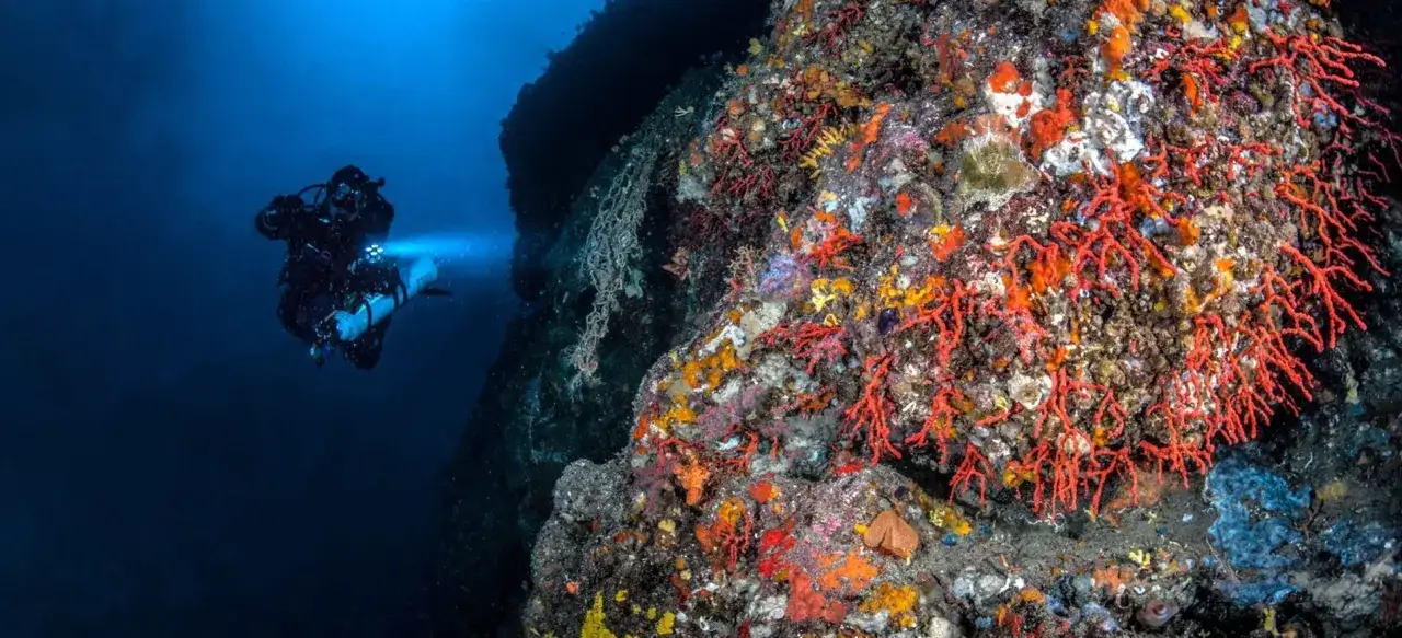 Un sub esplora un fondale ricco di coralli rossi e spugne colorate, un'immersione indimenticabile a Ischia.