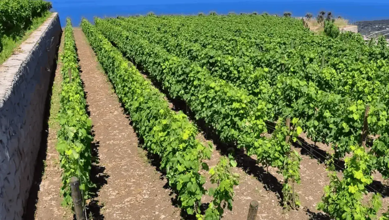Vigneti rigogliosi su un pendio soleggiato, con il blu del mare all'orizzonte. Le cantine di Ischia offrono panorami mozzafiato.